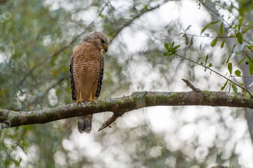 Preview: The red-shouldered hawk bird perching on a tree branch looking for prey to hunt in summer forest