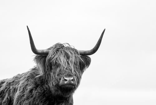 Preview: Greyscale shot of a highland cattle grazing in a field