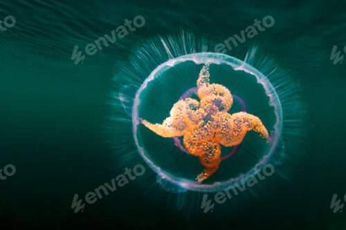 Preview: Colorful jellyfish swimming underwater