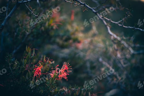 Preview: Selective focus shot of blooming grevillea flowers in a lush forest