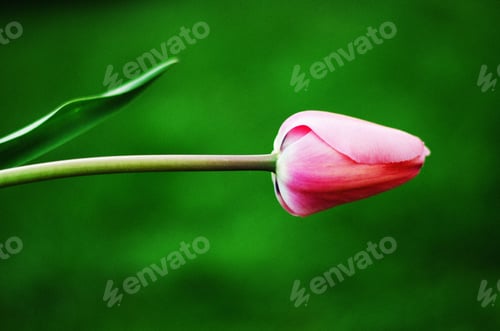Preview: Pink tulip on a green background