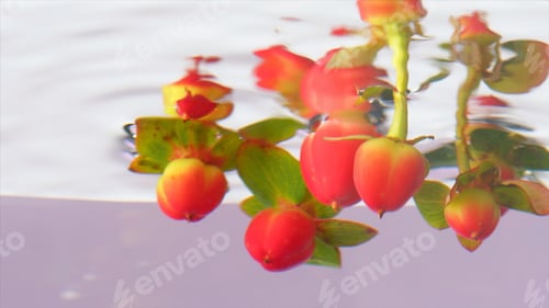 Preview: Bouquet of flowers under water. Stock footage. Branch of flowers in clear water. Bouquet of flowers