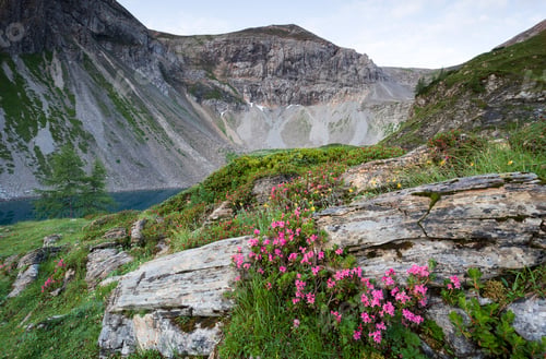 Preview: pink rhododendron blossoming in Alps