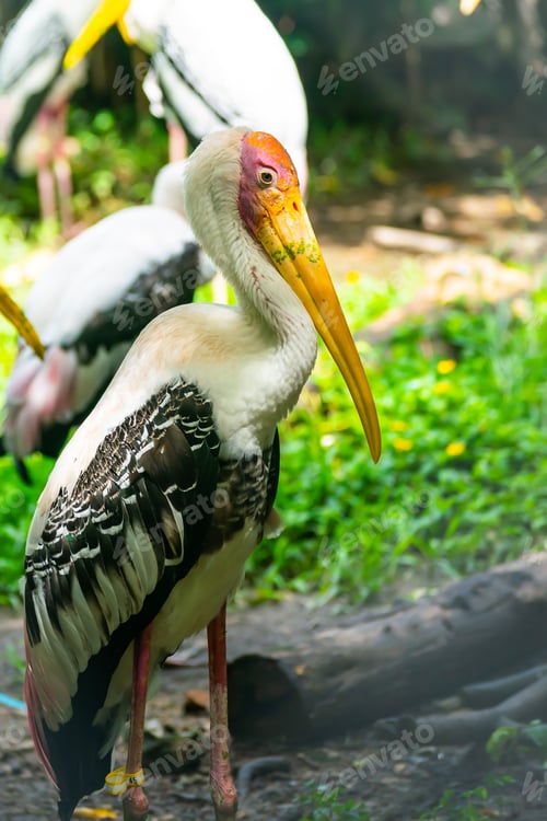 Preview: Painted Stork, Mycteria leucocephala