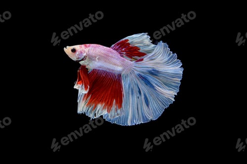 Preview: Siamese fighting fish Betta splendens on black background