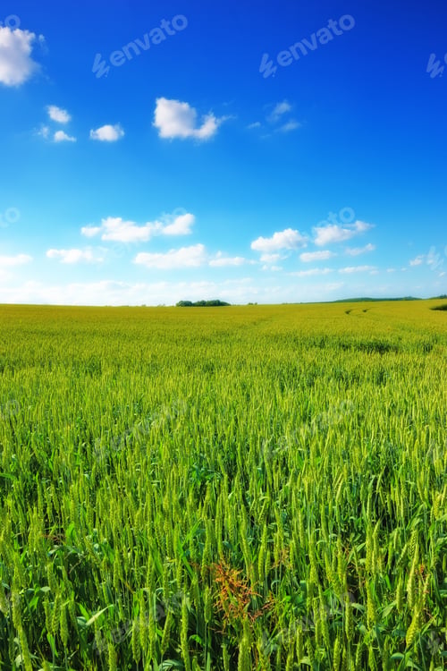 Green Wheat Field Under Blue Sky With Clouds