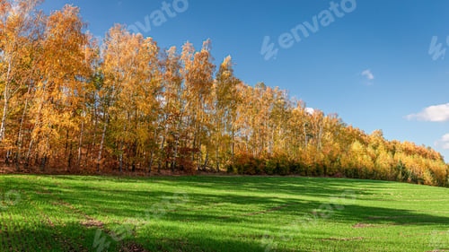 Preview: Stunning forest and green field in the sunny autumn, Poland