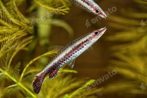 Preview: Portrait of pencil fish (Nannostomus eques) in aquarium
