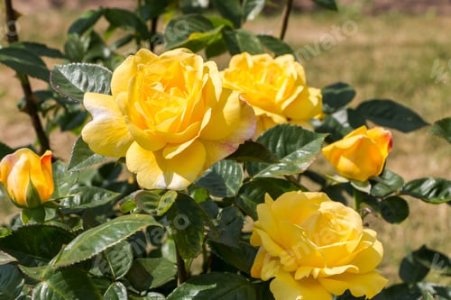 Preview: rose bush, yellow, fresh beautiful roses on a summer day in the botanical garden