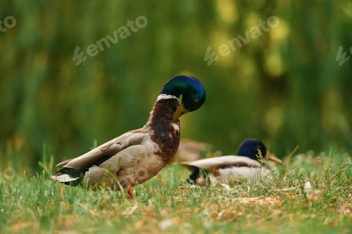 Preview: Focused view, together. Mallard ducks resting on grass in sunny park setting