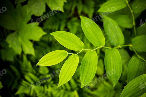 Preview: Close-up of green leaves