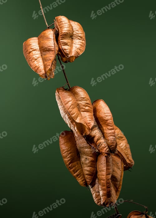 Preview: Koelreuteria paniculata or goldenrain tree on a green background
