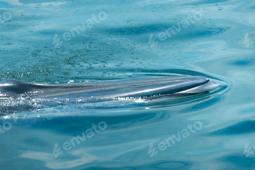 Preview: Big Bryde's Whale swim to the water surface to exhale by blowing the water into the air