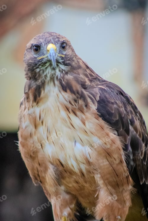 Preview: Closeup shot of a red-shouldered hawk, Buteo lineatus