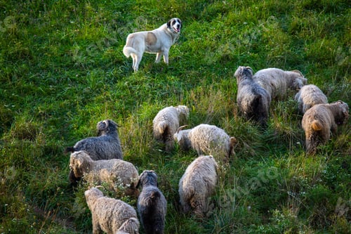 Preview: Angora goats grazing in the field