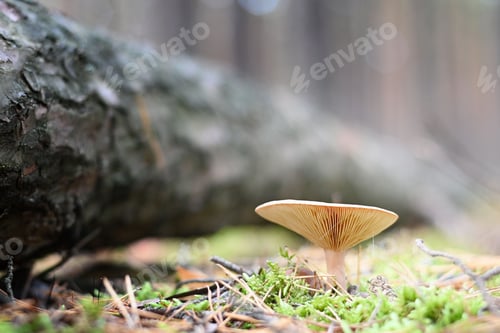 Preview: Close-up of a Russula mushroom in a forest