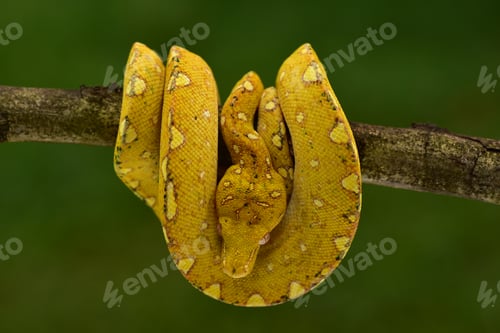 Preview: Python Snake roll, Morelia viridis