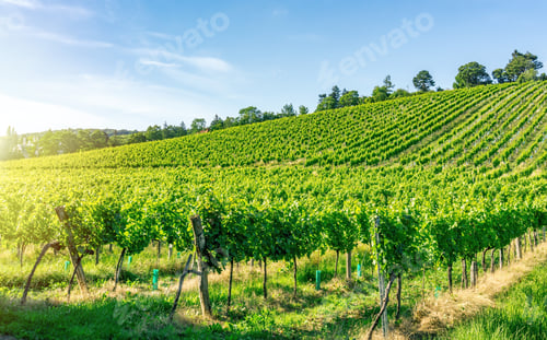 Preview: Rural agricultural fields of vineyards