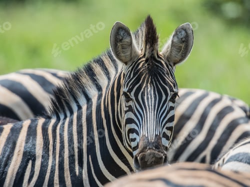 Preview: Common Zebra looking