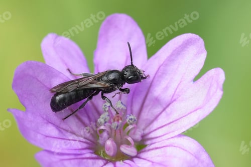 Preview: Detailed closeup on European small scissor bee, Chelostoma campanularum on purple Geranium flower