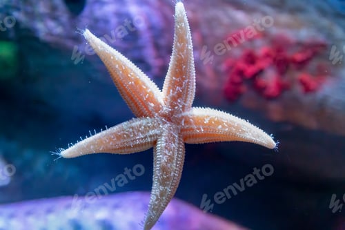 Preview: Common starfish on the glass of an aquarium tank