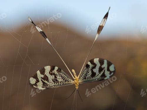 Preview: Closeup shot of a flying Nemoptera bipennis caught in a web