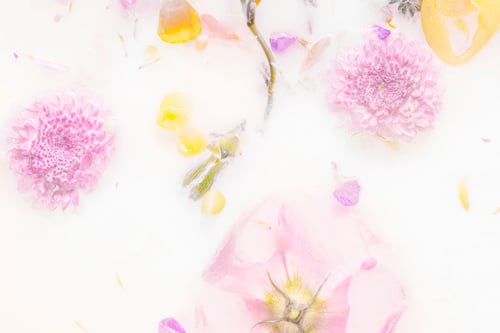 Preview: Mums flowers in a milk bath