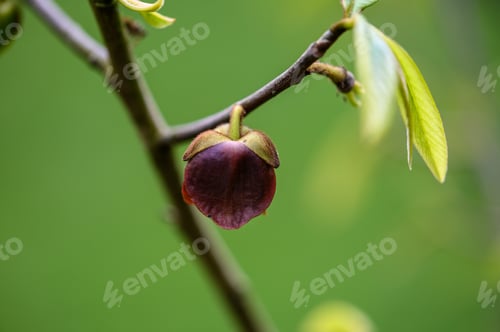 Preview: Closeup of a flower of asimina tree