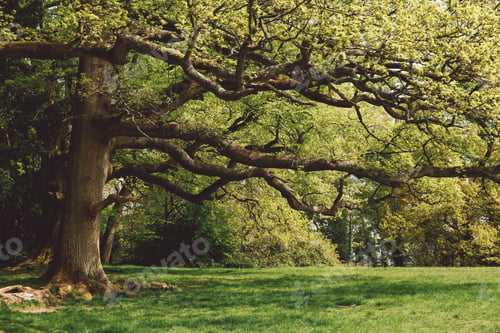 Preview: Box Hill
