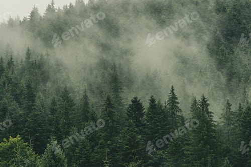 Preview: Mystically Fog on Forest