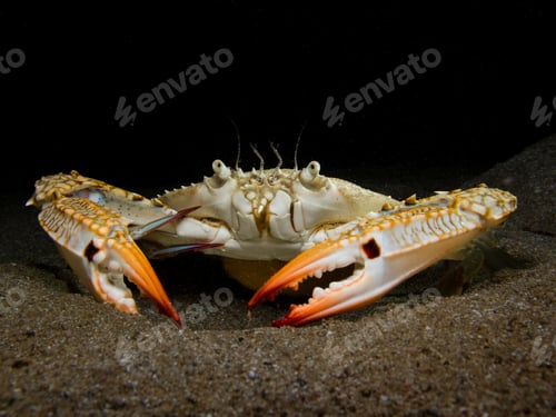 Preview: Invasive blue swimming crab from Cyprus