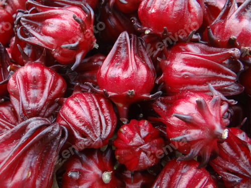 Preview: Closeup shot of Hibiscus sabdariffa or roselle fruits