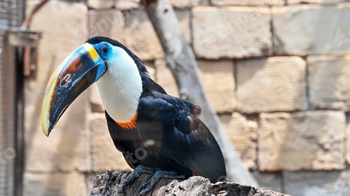 Preview: View of a white-throated toucan in zoo