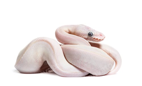 Preview: Blue Eyed Leucistic Python Regius, isolated on white