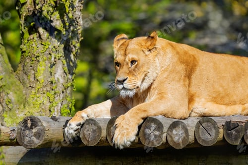 Preview: Lioness Resting on Wooden Platform