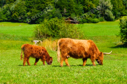 Preview: Woolly cow and calf. Cattle. Animals on a farm. Agriculture. Rural view. Natural composition