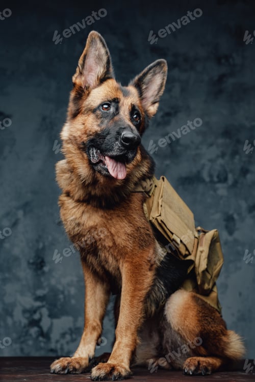 Preview: Canine traveler german shepherd breed with backpack