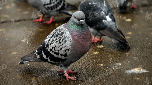 Preview: Snowflakes falling on a group of pigeons at a park during winter