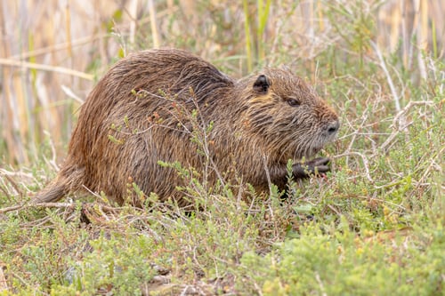Preview: Nutria aquatic rodent eating