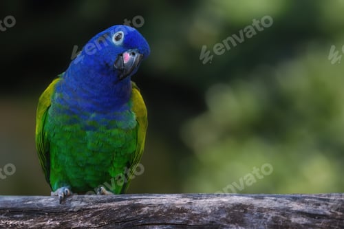 Preview: Blue-headed Parrot bird (Pionus menstruus)