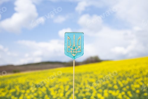 Preview: Rape seeds in bloom