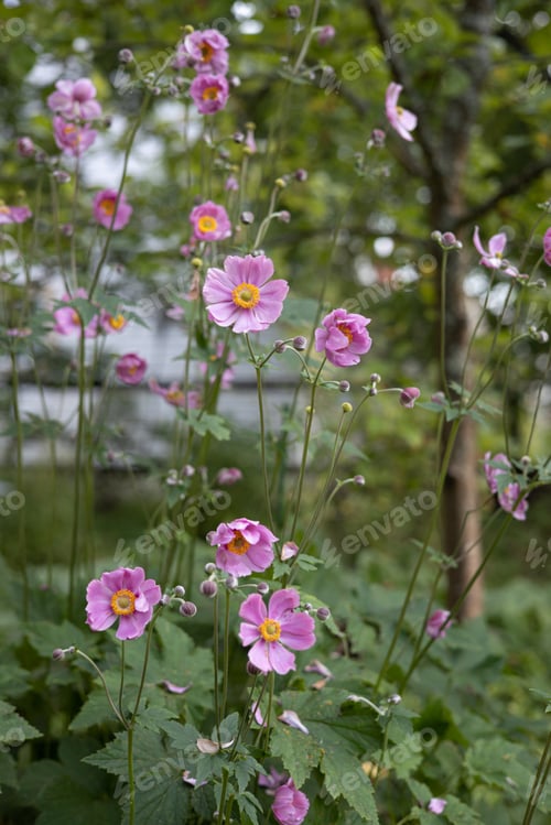 Preview: Flowers of Japanese Anemone or Grapeleaf Anemone in the symmer garden. anemone