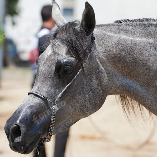 Preview: arabian, horse, mare, stallion, riding