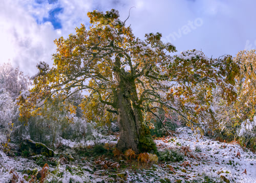 Preview: Centenary oak with autumn foliage covered by the first snow