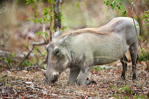 Preview: Not your average pig