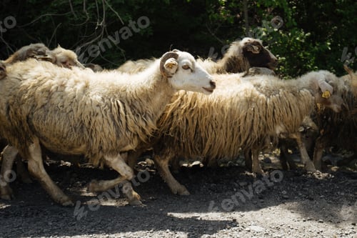 Preview: group of sheep