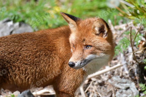 Preview: Young red fox in a grassy, bushy forest.