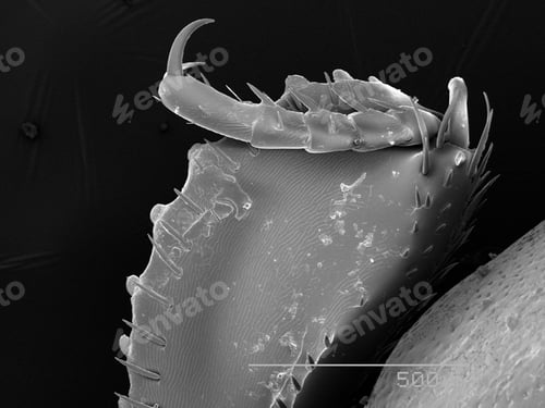 Preview: Histeridae beetle leg SEM