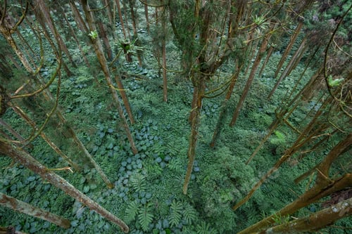 Preview: Top down view of the tree forest