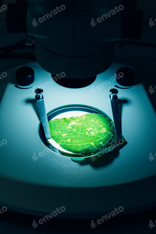 Preview: selective focus of green leaf under microscope in modern agro laboratory